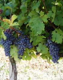 Offizieller Partnerschafts Wein Vino del Gemellaggio