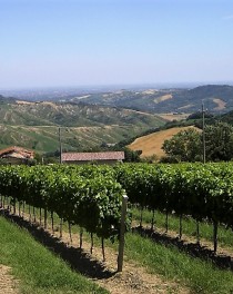 Offizieller Partnerschafts Wein Vino del Gemellaggio